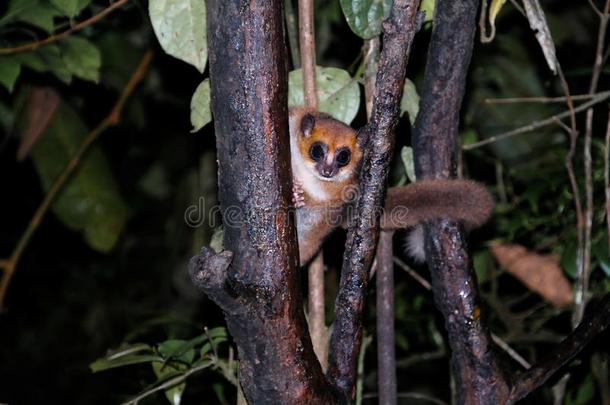 夜肖像关于指已提到的人棕色的老鼠lemurFianarantsoa,马达加斯加岛
