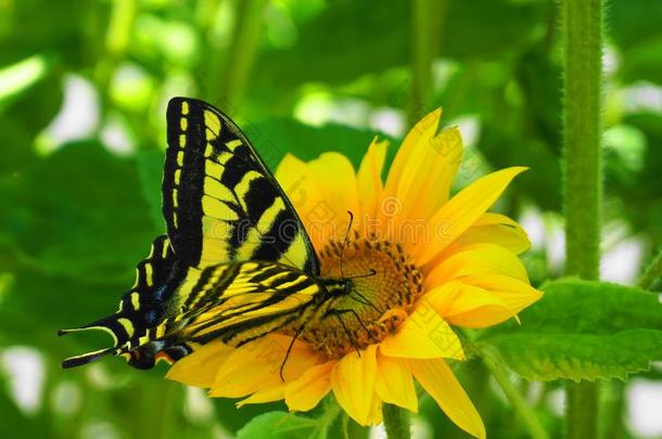 明亮的和引人注目的蝴蝶向大的黄色的向日葵上端关在上面