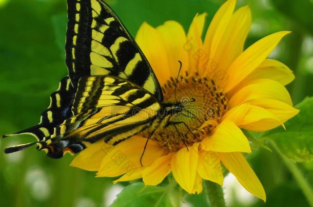 明亮的和引人注目的蝴蝶向大的黄色的向日葵上端关在上面