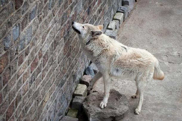 白色的狼canister小罐狼疮铅白或冻土带狼采用动物园