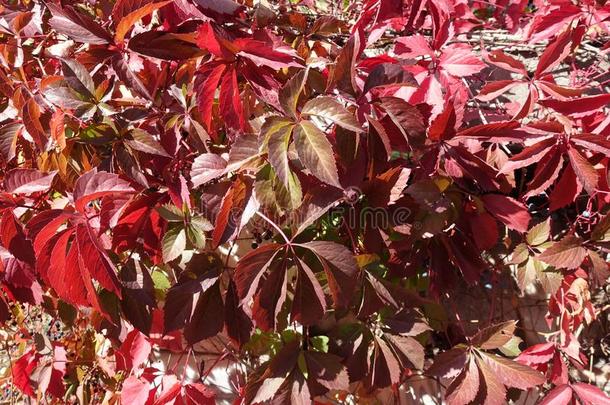 秋的植物的叶子关于爬山虎属奎克福利亚采用暮色关于红色的