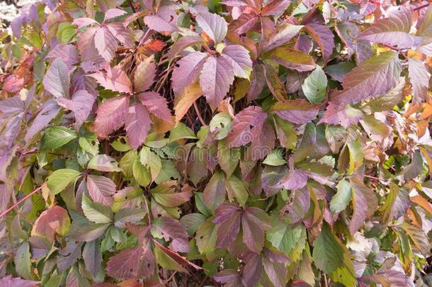 绿色的和紫色的树叶关于爬山虎属奎克福利亚