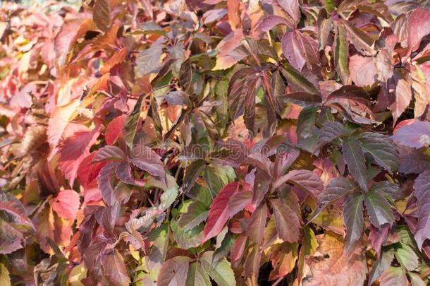 富有色彩的植物的叶子关于爬山虎属奎克福利亚