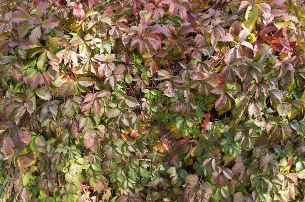 苍白的绿色的和紫色的树叶关于爬山虎属奎克<strong>福利</strong>亚