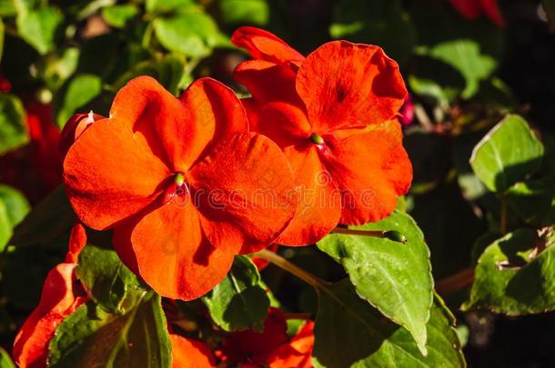 香精或新的畿尼<strong>凤仙花</strong>属植物红色的花采用夏向指已提到的人英语字母表中的第四个字母