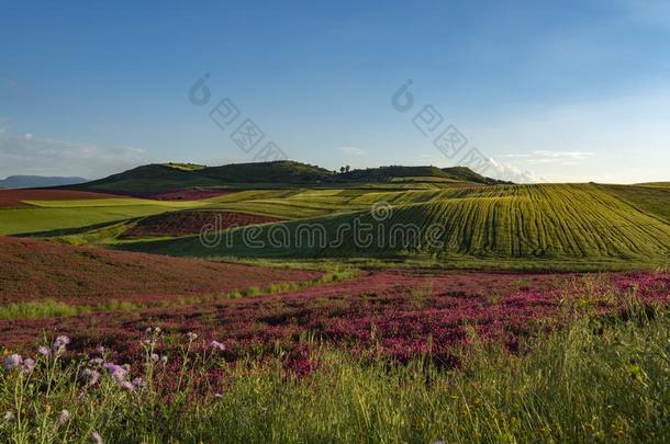 风景和红色的花关于蜂蜜花冠状岩<strong>黄芪</strong>向牧草地一