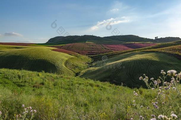 风景和红色的花关于蜂蜜花冠状岩黄芪向牧草地一