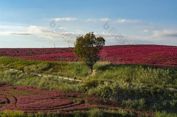 风景和红色的花关于蜂蜜花冠状岩<strong>黄芪</strong>向牧草地一