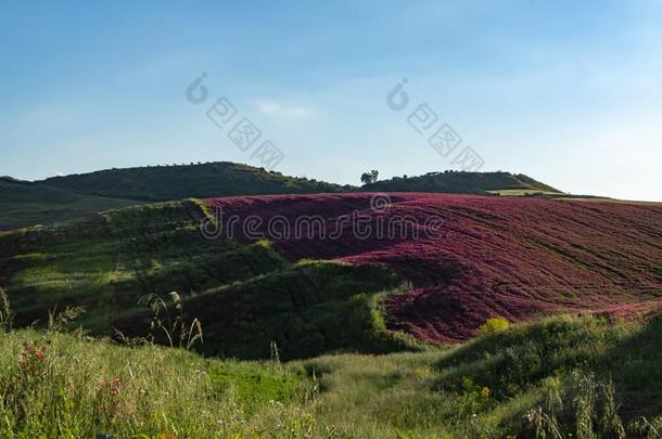 风景和红色的花关于蜂蜜花冠状岩<strong>黄芪</strong>向牧草地一