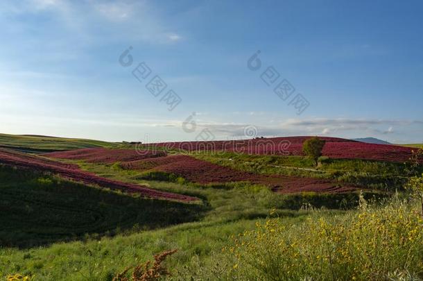 风景和红色的花关于蜂蜜花冠状岩<strong>黄芪</strong>向牧草地一