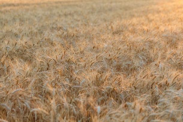 指已提到的人穗状花序关于金色的小麦关在上面.小麦田.美丽的天然的