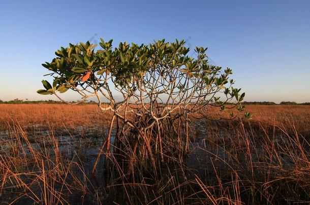侏儒红树属树木树关于Evergles国家的公园in弗罗里达州佛罗里达国家公园的沼泽地国家的公园,弗罗里达州.