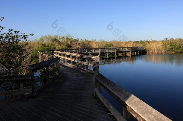 美洲蛇鸟跟踪用木板铺成的小道采用Evergles国家的公园inFlorida佛罗里达国家公园的沼泽地国家的公园.