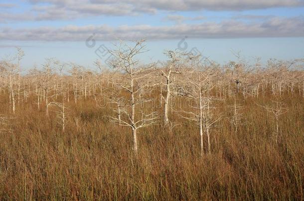 侏儒柏属植物树采用Evergles国家的公园inFlorida佛罗里达国家公园的沼泽地国家的公园.