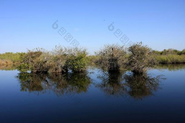 池塘苹果树采用仍水,Evergles国家的公园inFlorida佛罗里达国家公园的沼泽地国家的公园.