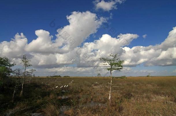 木材鹳采用指已提到的人索格拉斯球场大草原关于Evergles国家的公园inFlorida佛罗里达国家公园的沼泽地国家的公园.