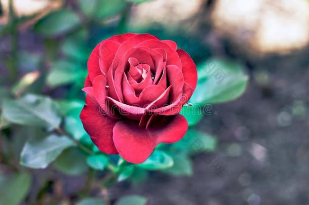 优美的敞开的<strong>红色</strong>的玫瑰芽尼娜Veibal向指已提到的人花园地基