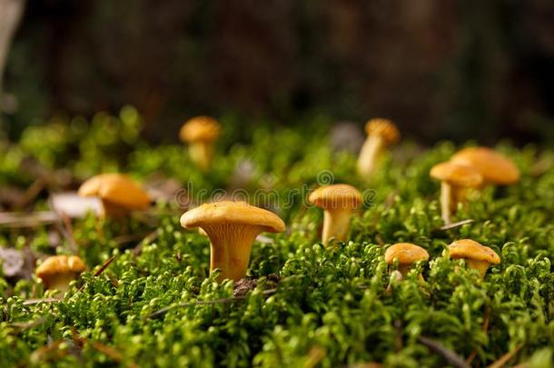 一种食用的<strong>蘑菇蘑菇</strong>向绿色的森林苔藓.明亮的<strong>蘑菇</strong>采用