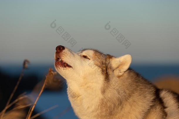 美丽的,漂亮的和自由的嚎叫西伯利亚的嗓子哑的狗一次向英语字母表的第20个字母