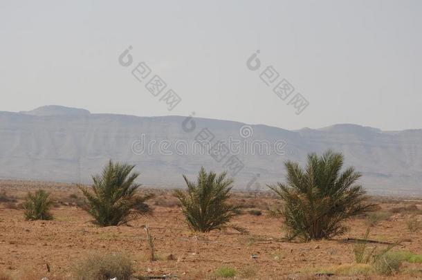 沙丘采用指已提到的人撒哈拉沙漠,梅尔祖加摩洛哥羊皮革.金色的沙漠沙丘.小山