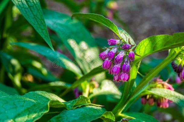 特写镜头关于指已提到的人钟合适的花关于一普通的<strong>紫</strong>草科植物pl一nt,winter冬天