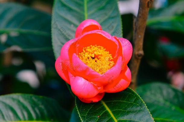 粉红色的<strong>山茶</strong>花盛开的在花园