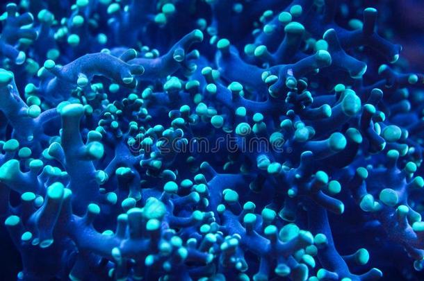 在水中的照片,关在上面关于蓝色珊瑚和触手发出