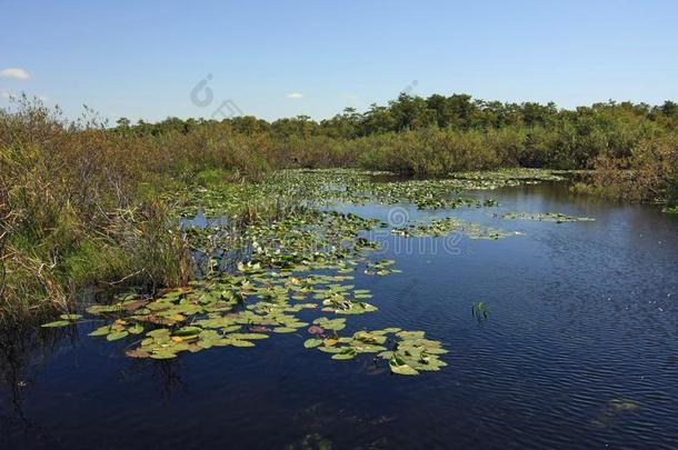 百合花垫采用Evergles<strong>国家</strong>的公园inFlorida佛罗里达<strong>国家</strong>公园的沼泽地<strong>国家</strong>的公园.