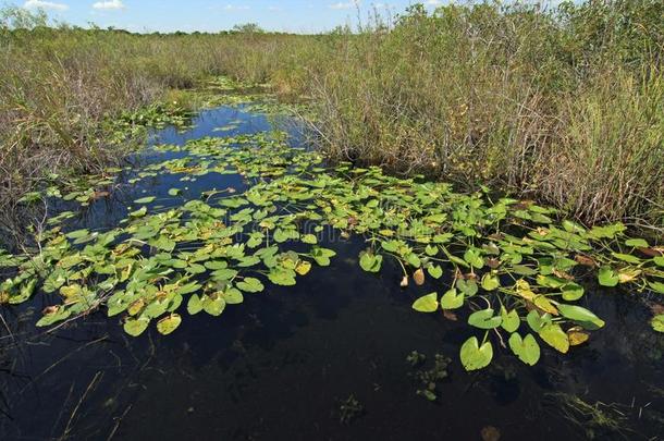 百合花垫采用Evergles国家的公园inFlorida佛罗里达国家公园的沼泽地国家的公园.