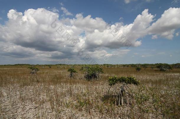 侏儒红树属树木树关于Evergles国家的公园inFlorida佛罗里达国家公园的沼泽地国家的公园.