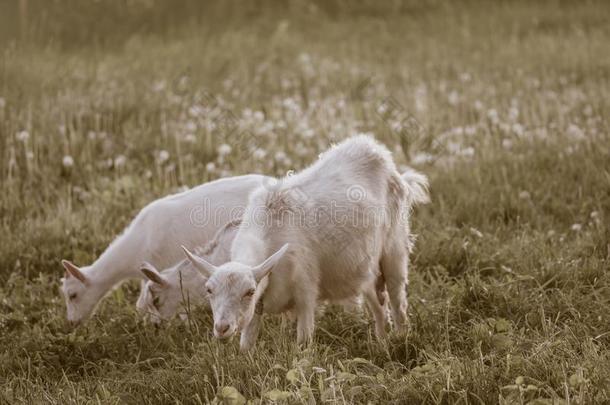 家庭山羊反对绿色的草背景.牧草地关于一lalivre磅