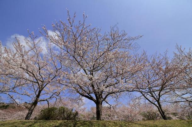 行关于樱<strong>桃花树</strong>在In在ori高地的