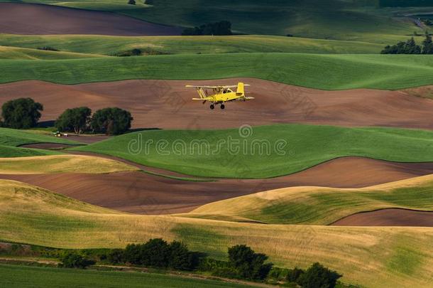 黄色的<strong>双翼飞机</strong>农作物抹布飞行的越过农田.
