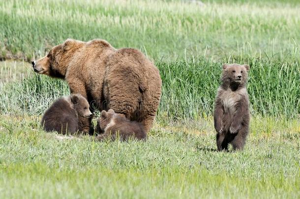 一阿拉斯加州人棕色的熊播和她num.三幼小的兽采用指已提到的人卡麦纳肖
