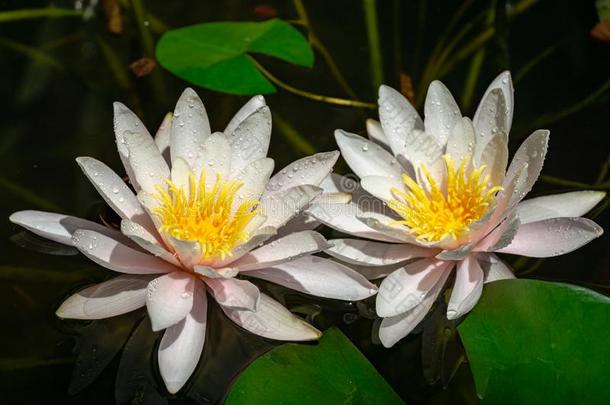 两个令人惊异的明亮的粉红色的水百合花或莲花花海马科和海马科