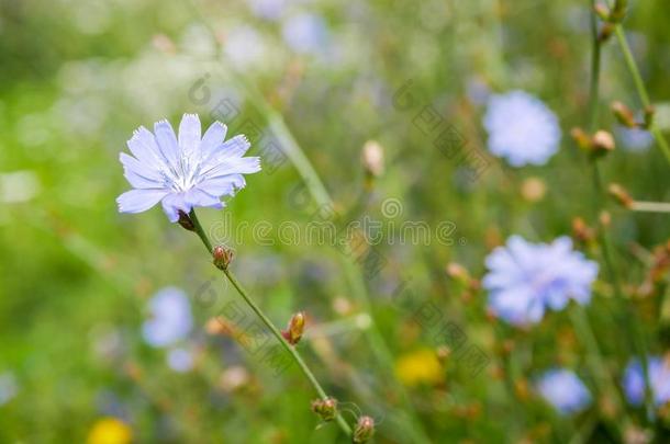 蓝色<strong>菊苣菊苣</strong>内特布斯向绿色的夏田,浅的demand需要