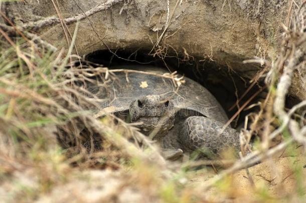 囊<strong>地鼠</strong>乌龟采用挖掘在芦苇B采用ghamSt在e公园美国佐治亚州