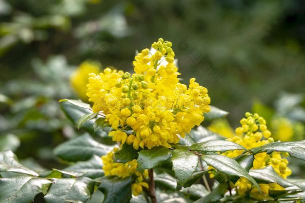 软的集中明亮的黄色的颜色关于春季花十大功劳Aquifol