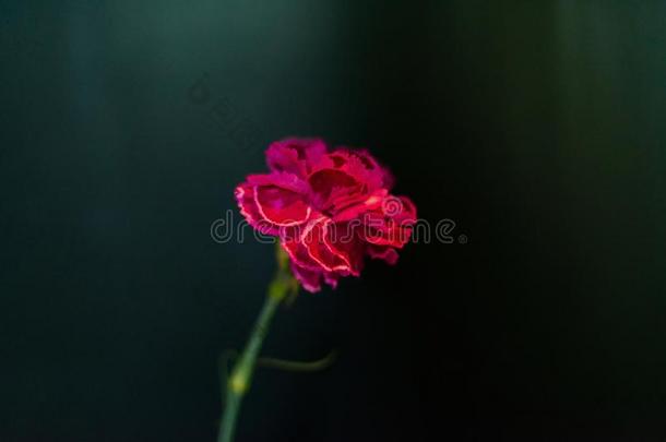 指已提到的人最美丽的花束关于花从银莲花玫瑰拉努库尔