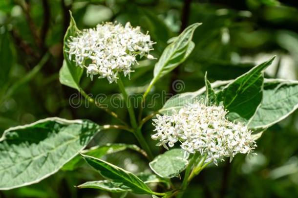 开花杂色的灌木山茱萸晨曲线虫岛或斯维迪纳