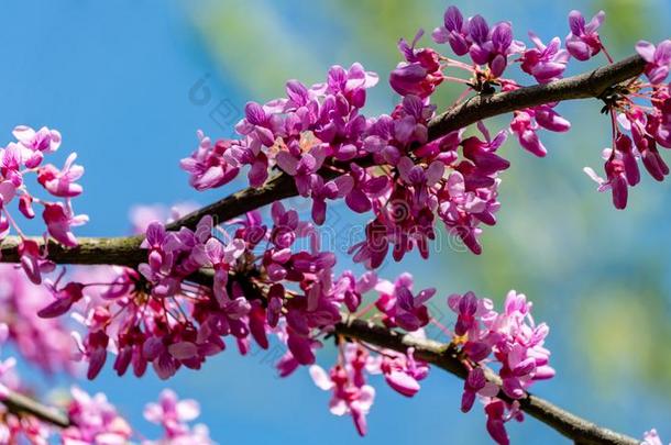 关-在上面关于紫色的花关于<strong>东方</strong>的紫荆属植物,或<strong>东方</strong>的紫荆属植物