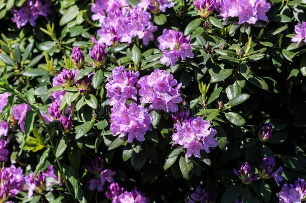 卡托巴部族人夹竹桃(杜鹃花猫腻)花盛开的