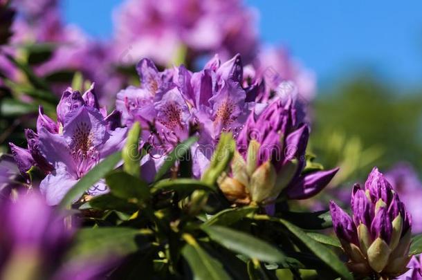 卡托巴部族人夹竹桃(杜鹃花猫腻)花盛开的