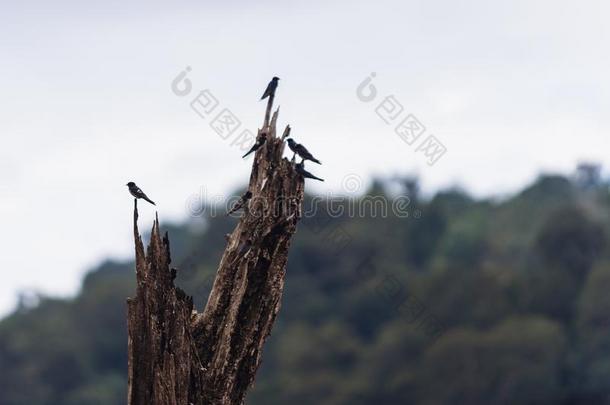 <strong>金丝燕</strong>鸟向指已提到的人干燥的树树枝采用露兜树-巴拉野生的鸟兽等