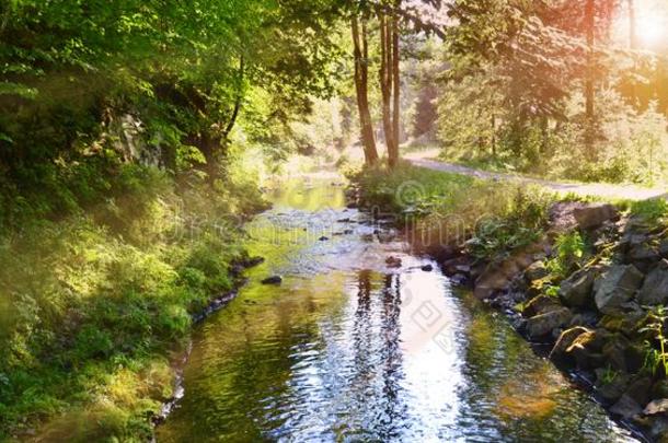 自然森林河全景画容忍水太阳童话式的
