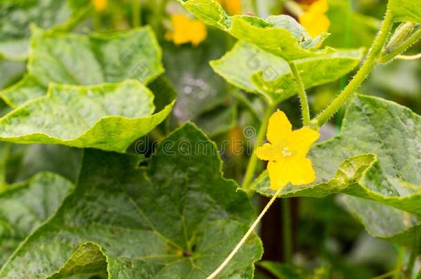 黄瓜黄色的花,藤本植物和树叶