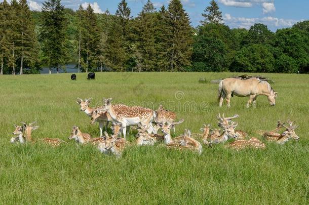 组关于年幼的鹿在维斯特伯克采用丹麦