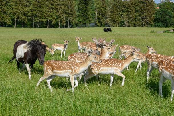 组关于年幼的鹿和小时在维斯特伯克采用丹麦