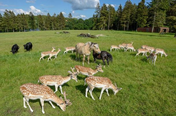 组关于年幼的鹿和小时在维斯特伯克采用丹麦