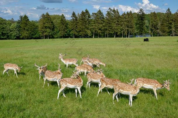 组关于年幼的鹿在维斯特伯克采用丹麦
